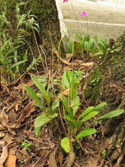Masdevallia coccinea