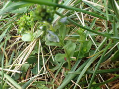 Veronica serpyllifolia serpyllifolia