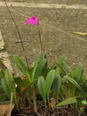 Masdevallia coccinea