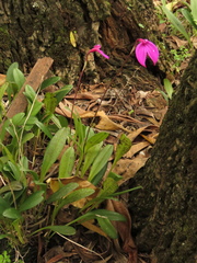 Masdevallia coccinea