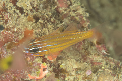 Ostorhinchus properuptus