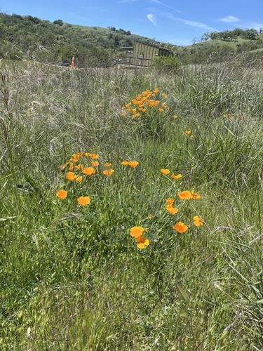 iNaturalist observation photo of California poppy