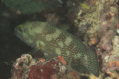 Epinephelus ongus