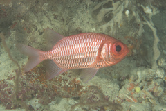Myripristis hexagona