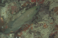Epinephelus ongus