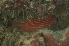 Sargocentron diadema