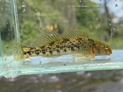 Swannanoa Darter photo 4