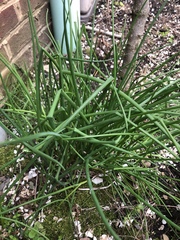 Allium schoenoprasum