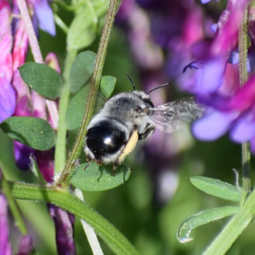Anthophora edwardsii photo 3