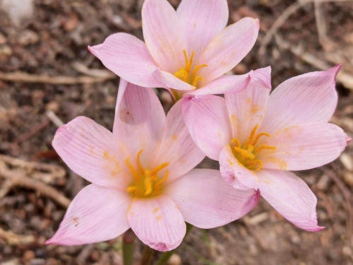 Image of Zephyranthes fosteri by (c) Diego López, some rights reserved (CC BY)