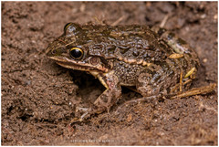 Leptodactylus latinasus