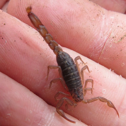 Photo of Sawfinger Scorpion (Serradigitus gertschi)