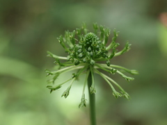 Malaxis crispifolia