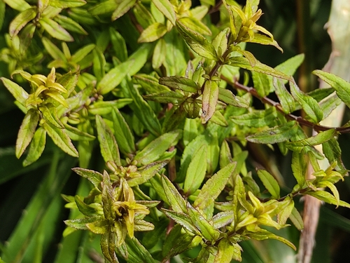 Image of Lamourouxia virgata by (c) sandy-espinozaf, some rights reserved (CC BY)