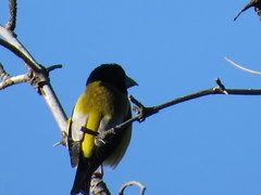 Coccothraustes abeillei