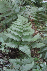 Leptolepia novae-zelandiae