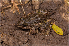 Leptodactylus latinasus