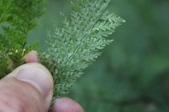 Leptolepia novae-zelandiae