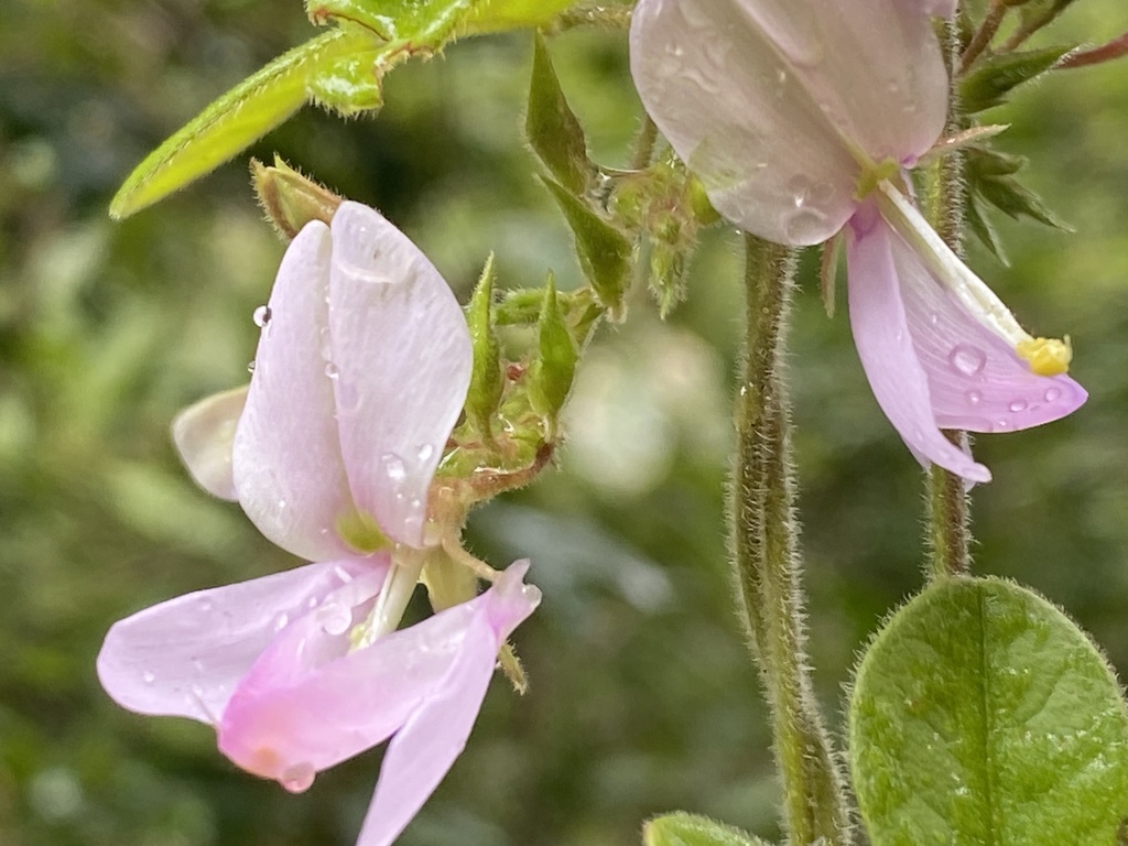 West Indian milkpea