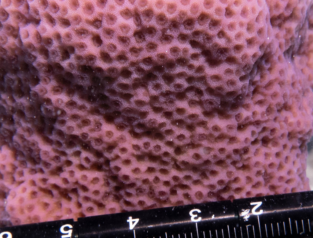 Montipora venosa
