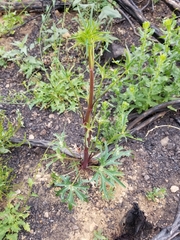 Delphinium cardinale