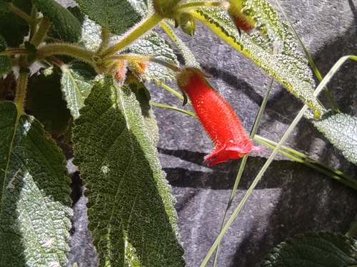 Heppiella ulmifolia, photograph 4