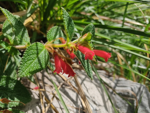 Heppiella ulmifolia, photograph 5