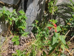 Heppiella ulmifolia, photograph (c) sandy-espinozaf, some rights reserved (CC BY)