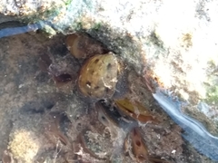 Chilina fluminea