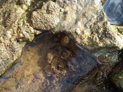 Chilina fluminea