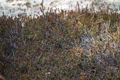 Empetreae