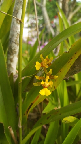 Foto de Chuva-de-ouro