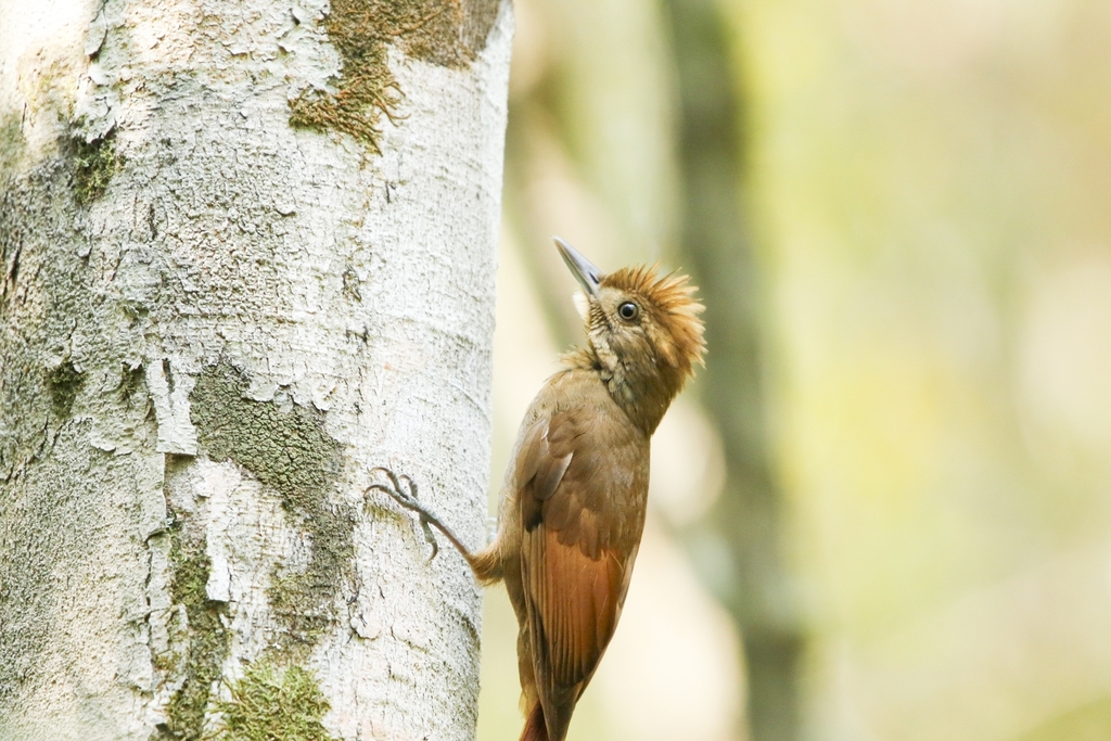 Tawny-winged Woodcreeper