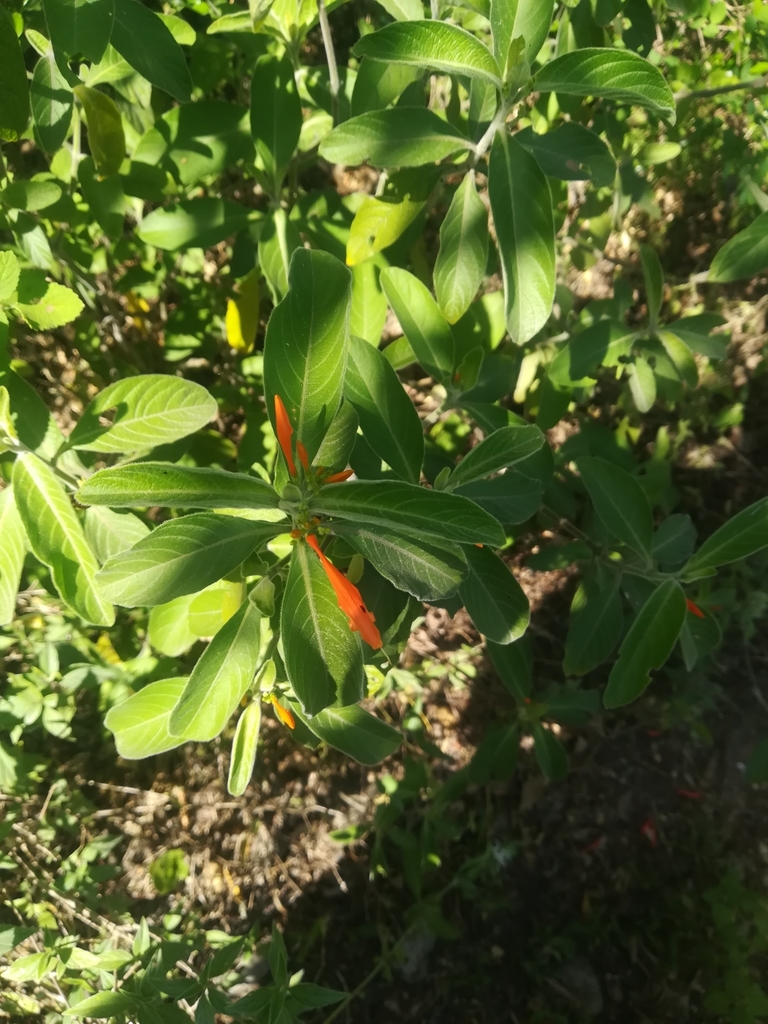 Justicia spicigera, Ébano, Pedregal de San Agustin, N.L., México