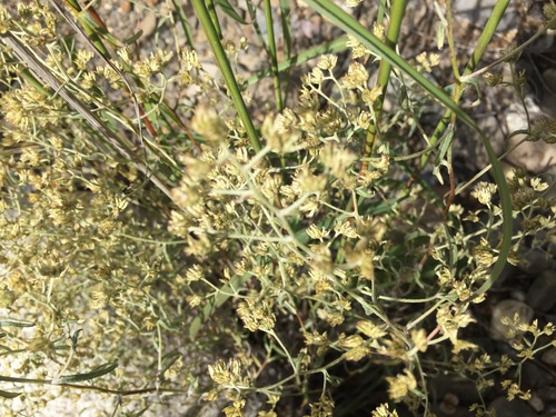 Achyrocline ramosissima · iNaturalist