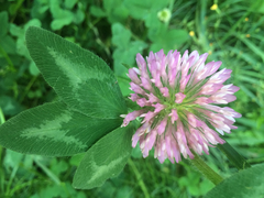 Trifolium pratense