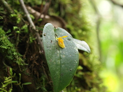 Acianthera casapensis