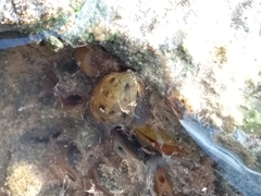 Chilina fluminea