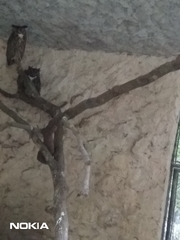 Bubo