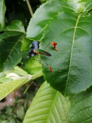 Anisoscelis foliaceus