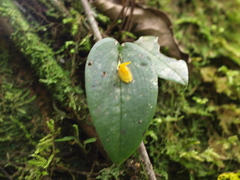 Acianthera casapensis