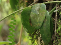 Acianthera casapensis