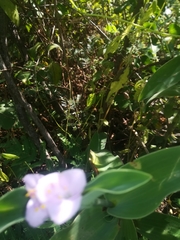 Tradescantia brevifolia