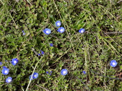 Evolvulus bogotensis