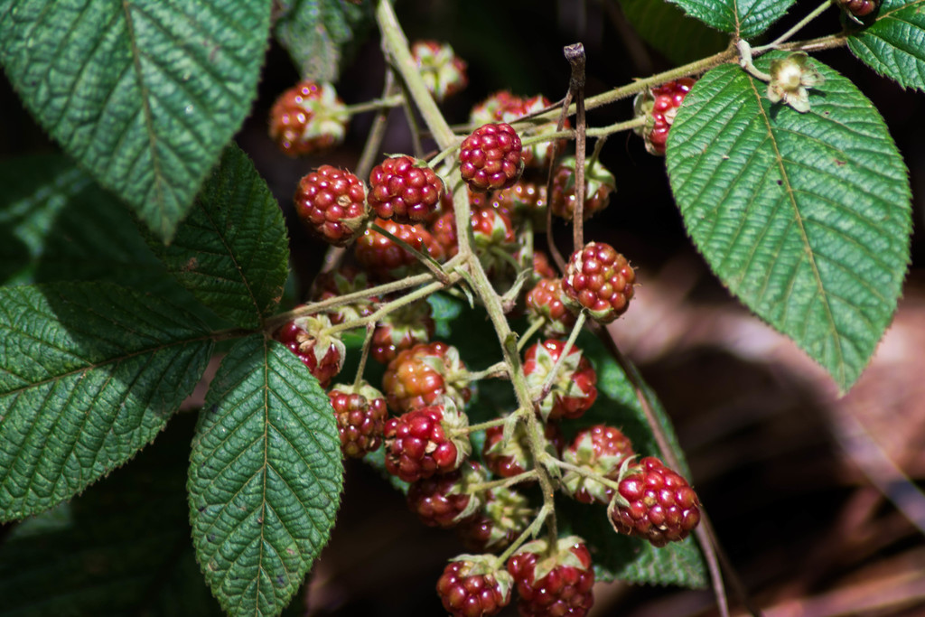 Andean blackberry