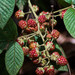 Rubus urticifolius - Photo (c) cristian marin, some rights reserved (CC BY-NC), uploaded by cristian marin