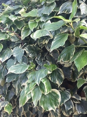 Hedera algeriensis
