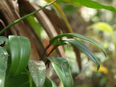 Pleurothallopsis microptera