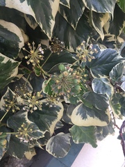 Hedera algeriensis