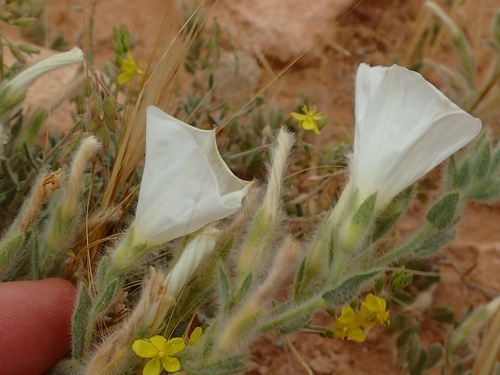 Convolvulus supinus